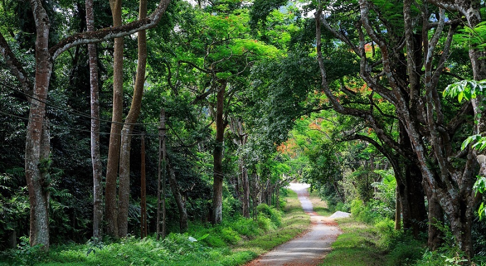 Cuc Phuong National Park