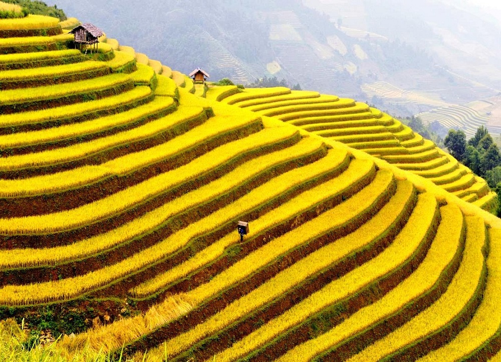  Hoang Su Phi Terraced Fields