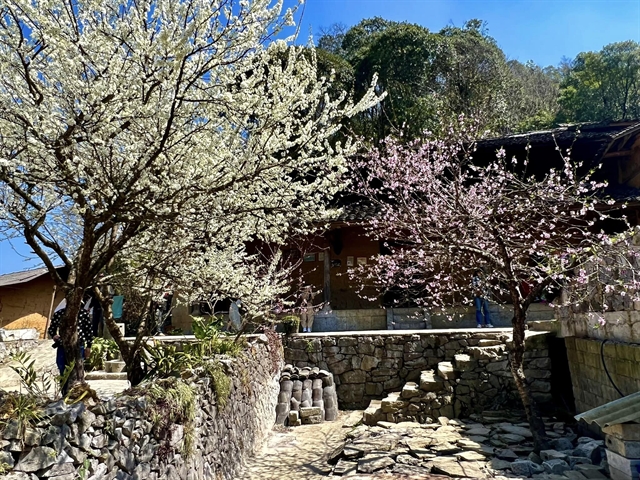 Spring in Lao Xa Village. — Photo laodong.vn