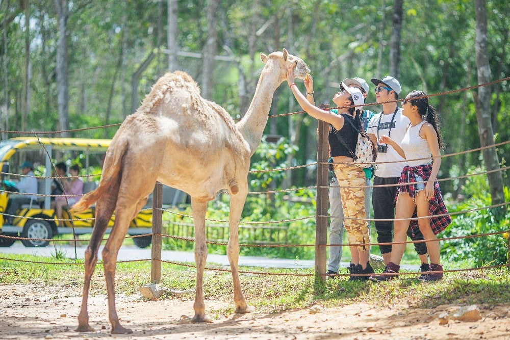 Interact with wild animals at Vinpearl Safari Phu Quoc