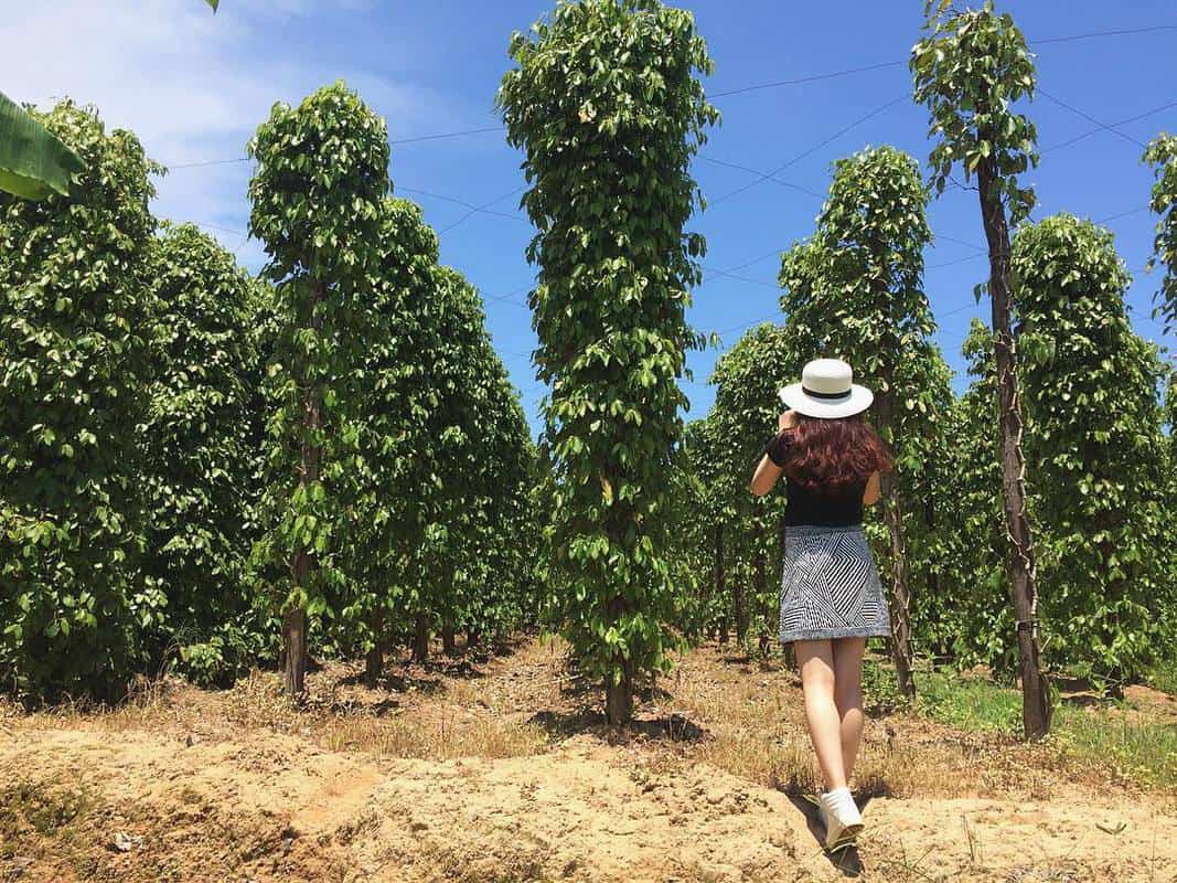 Pepper Garden is one of the must-visit Phu Quoc attractions (Source: Collected)